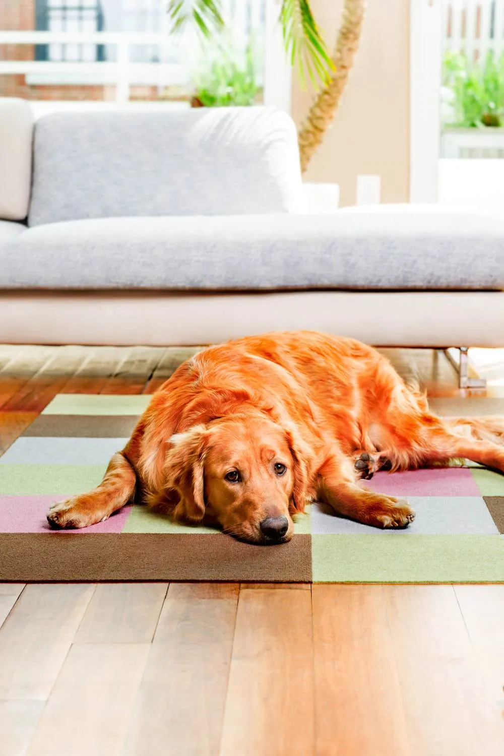 25% OFF: Triluc Non-Slip Washable & Water-Repellent Pet Mat (Brown 4-Piece)