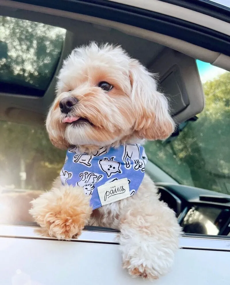 Bandanas - Walks