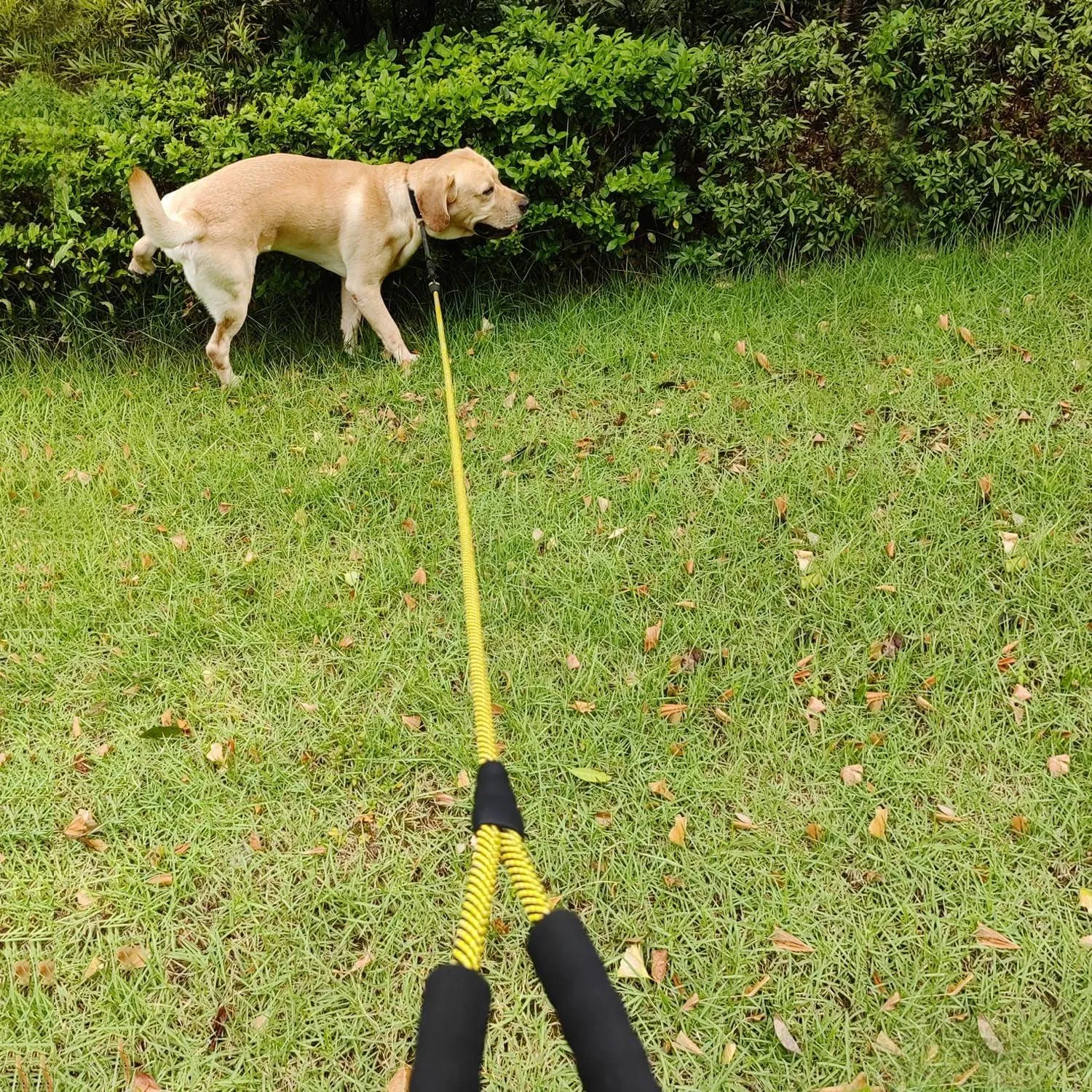 Durable Nylon Dog Leash with Soft Padded Handle - Multiple Lengths for All Dog Sizes