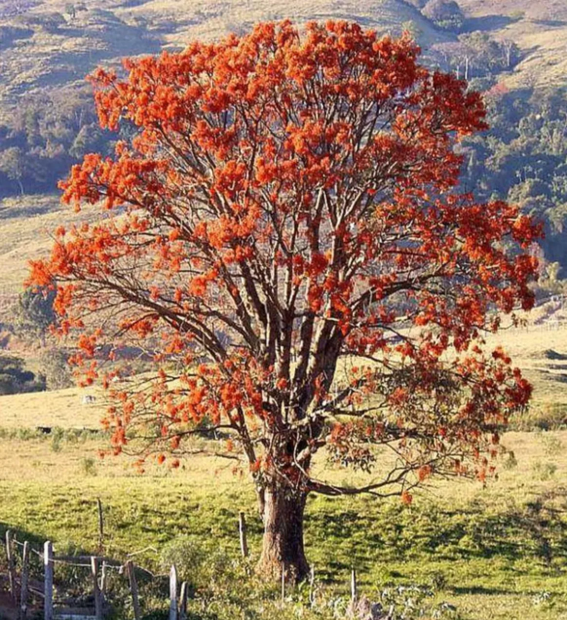 MULUNGU : Amazonian Hypnotic   Nervine