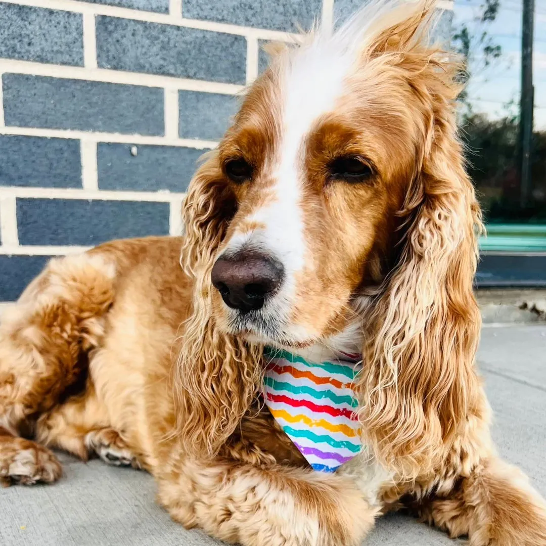 Valentine's Day Donuts & Coffee Dog Bandana - Handmade Teal Design