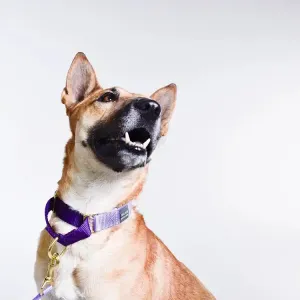 Violet with Lilac Martingale Collar